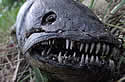 demonfish