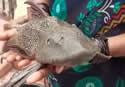 devilfish