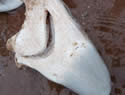 dogfish