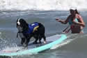 dogsurfer
