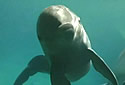 dolphinattack