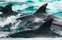 dolphindeaths
