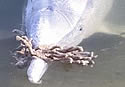 dolphingifts