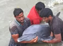 dolphininterfere