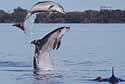 dolphinjumping