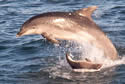 dolphinporpoise