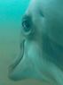 dolphinpov