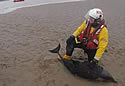 dolphinrescueliver