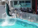 dolphinshow