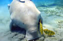 dugong