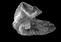 earfish