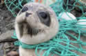 entangledseal