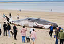 fakestranding