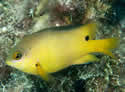 farmerfish