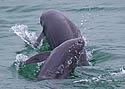 finlesschinaporpoise