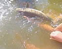 fishcatch