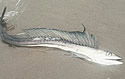 fishfangs