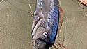 fishhead