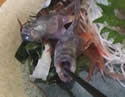 fishjaws