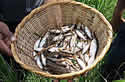 fishrain