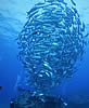 fishswirl