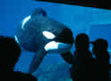 freewilly