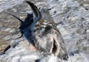 frozenshark