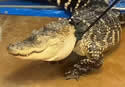 gatorjail