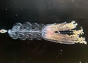 gelpropelled