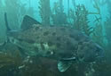 giantbass