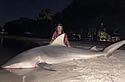 giantshark