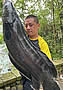 giantsnakehead