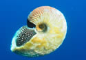 goldennautilus