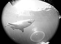 greatwhite
