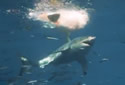 guadalupshark