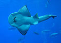 guitarfish