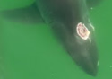 gunshotshark