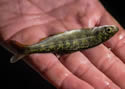handfish