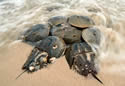 horseshoecrab
