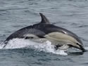 hybriddolphin