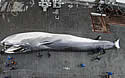 icelandwhale