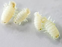 isopods