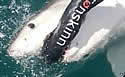 kiwishark