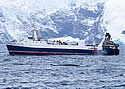 krill