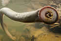 lamprey