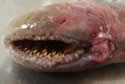 lampreyblood