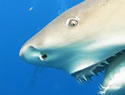 lemonshark