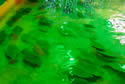 lightfarming