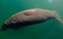 manateeprotection