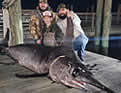 marlinrecord